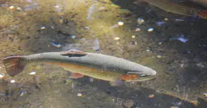 Рибарник за дъгова пъстърва изграждат край Писанец