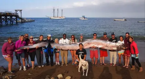 5,5-метрова риба беше открита край Калифорния