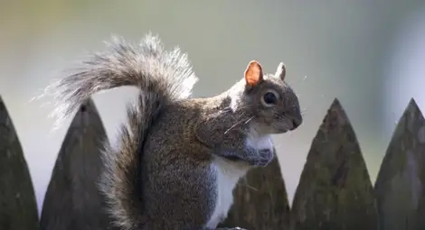 Подпийнала катерица наводни заведение с наливна бира