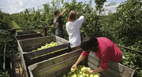 Данъчните искат да следят всяка доставка над 300 килограма на селскостопански стоки