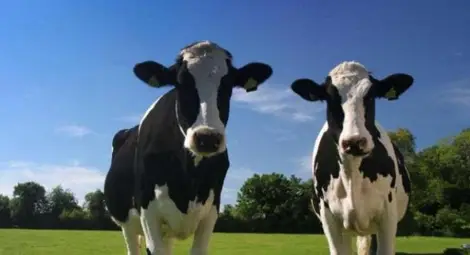 Двама съборили стена на обор, за да откраднат кравите Двама съборили стена на обор, за да откраднат кравите