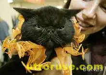 Черна котка донесе загуба на футболен тим /видео/ Черна котка донесе загуба на футболен тим /видео/