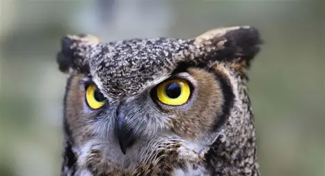 Най-странните суеверия на света