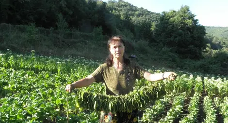 Битка за хляб с вкус на катран: Робите на тютюна с миньорски лампи