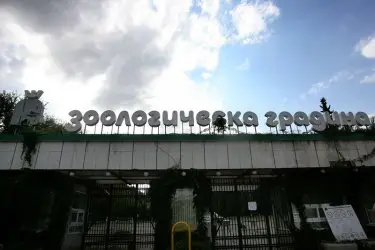 Бизоните в столичния зоопарк са били отровени