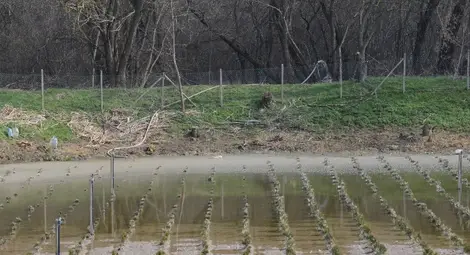 Отводняват вододайните  кладенци в Божичен