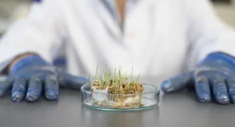 Учени: Няма доказани опасни последици от ГМО, а ползите са обещаващи