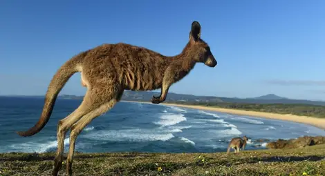 Разкриха причината за „пиянството“ на кенгурата Разкриха причината за „пиянството“ на кенгурата