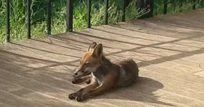 Младо лисиче се разхожда по алеята  на крепостта Сексагинта Приста