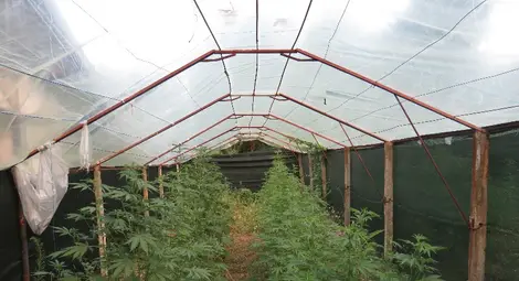 Криминалисти и спецчаст задържаха поредния производител на марихуана