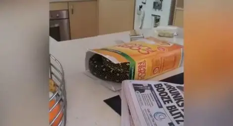 Австралиец откри двуметров питон в кутия за суха закуска Австралиец откри двуметров питон в кутия за суха закуска