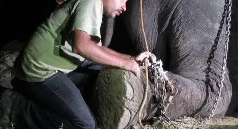 Слон, окован половин век във вериги, се разплаква, когато го освобождават /галерия/
