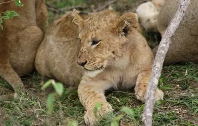 Две новородени лъвчета починаха от хипотермия в зоопарка в Хасково