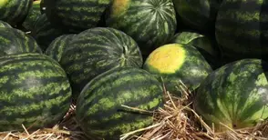 972 тона дини прибрани от бостаните в Русенско