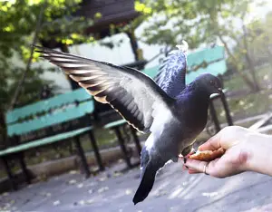 Не хранете гълъбите от ръка, предупреждават в Пловдив Не хранете гълъбите от ръка, предупреждават в Пловдив