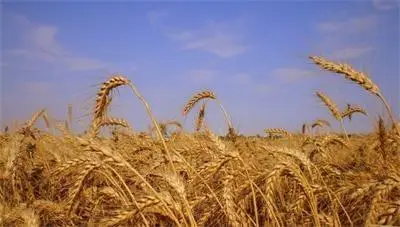 Раздават пустеещи ниви под аренда от 1 октомври