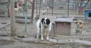 Седем пъти намалели скитащите кучета в Русе за 10 години