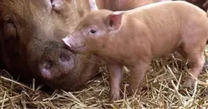 Над 30% скок на изкупните цени на свинското за година