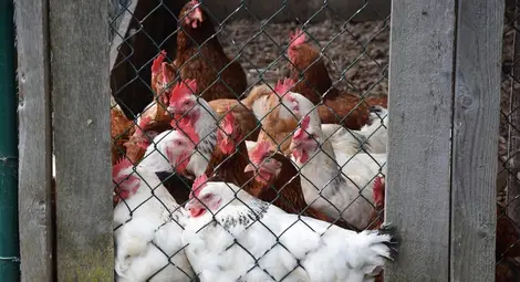 Гражданите на Мартен с право да гледат до 2 крави, 3 прасета и 30 кокошки