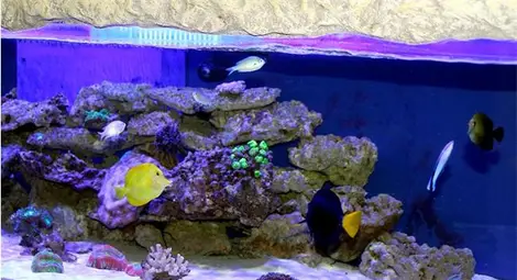 Изверги умориха 5 сепии, два октопода и задигнаха ценни риби от Природонаучния музей в Пловдив /галерия/