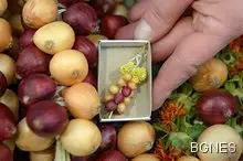 Лук за по-здраво сърце Лук за по-здраво сърце