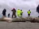 Близо 1700 мъртви тюлена са изхвърлени от Каспийско море