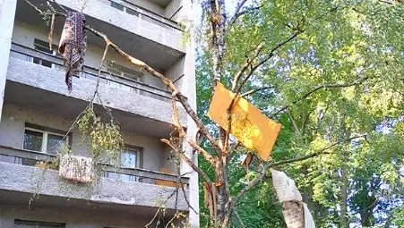 Растат ли дюшеци по дърветата в двора на средношколското общежитие?