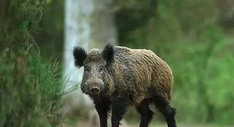 Диви прасета причиниха катастрофа на магистрала "Тракия"