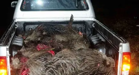 Камион отнесе стадо диви прасета