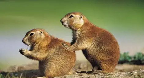 Зрителна измама: Би Би Си не снима филмите за животни в дивата природа 