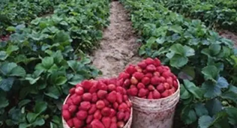 Берачки на ягоди очакват в Испания през това лято