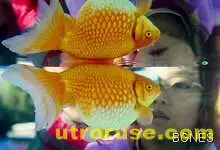 Бебетата трябва да ядат повече риба Бебетата трябва да ядат повече риба