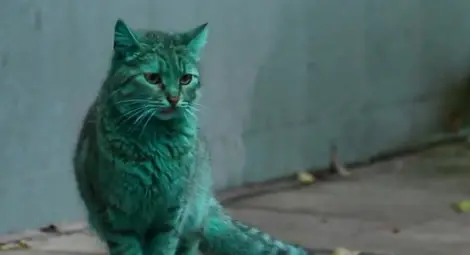 Мистериозната смарагдово зелена котка от Варна /видео/