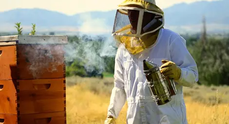 Пчеларите получават още 1,38 милиона лева Пчеларите получават още 1,38 милиона лева