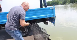 Нови 100 000 шарана  плуват в езерото Липник