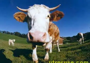 Забранява се клането на едри преживни животни в дворовете