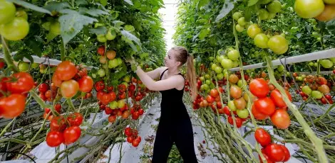 Инспектори ще проверяват кой бере доматите и прасковите