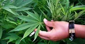 Малка наркооранжерия захранвала с канабис клиенти в Русе и Николово