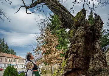 Вековен дъб от Ново село представя България в конкурса „Европейско дърво на годината 2020“ Вековен дъб от Ново село представя България в конкурса „Европейско дърво на годината 2020“