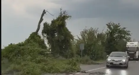 Паднали дървета и близо 5000 души за кратко без ток след бурята в Русенско Паднали дървета и близо 5000 души за кратко без ток след бурята в Русенско