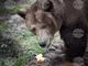 Общо шест щети от кафява мечка са установени през януари и февруари в област Смолян
