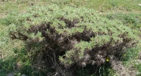 Уникално растение загива край Айтос