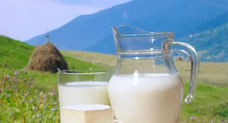 Изкупната цена на млякото падна фатално ниско