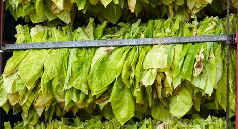 Тютюнопроизводители се вписват в публичния регистър до 30 април