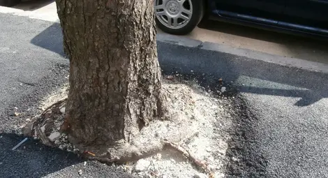 Ремонтът на тротоарите асфалтира дори и кестените по &bdquo;Борисова&ldquo;