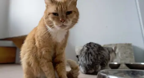 Котка с двойнствен живот доведе две италианки до съда