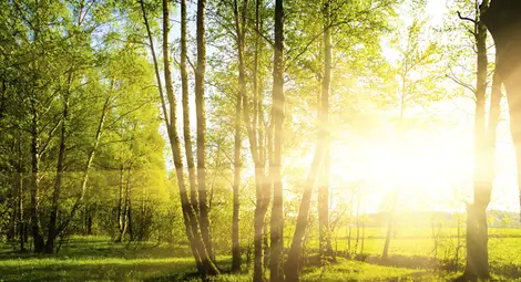 Еврокомисията нареди България да анулира част от заменките на гори