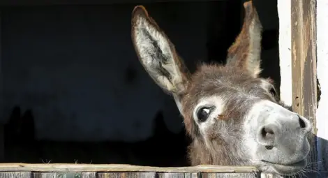 Кое сирене струва 1000 евро за килограм? (видео) Кое сирене струва 1000 евро за килограм? (видео)