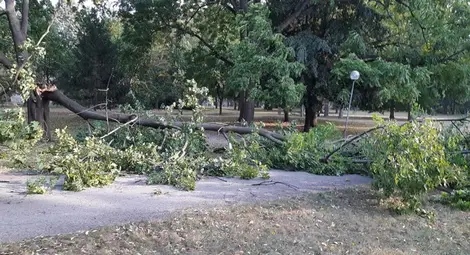Режат само болни дървета за новите паркинги в парка