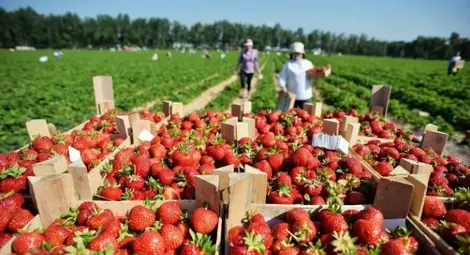 Трудовите инспектори тръгват по полето